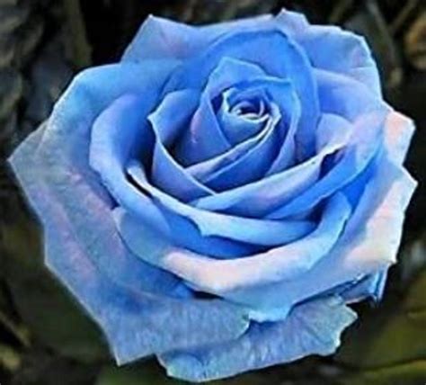 are blue roses rare.